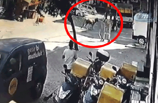 Kaçan kurbanlık boğa, dehşet saçtı!