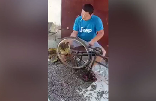 Bisiklet tekeri ile ayçiçeği böyle soydu