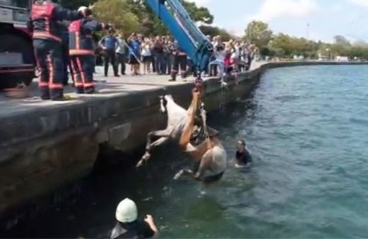Sarıyer'de hareketli dakikalar! Denize düşen at böyle kurtarıldı