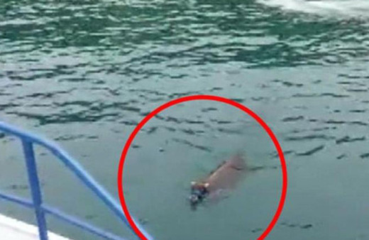 Rize’de kaçarak denize giren kurbanlık dana Trabzon’da ortaya çıktı