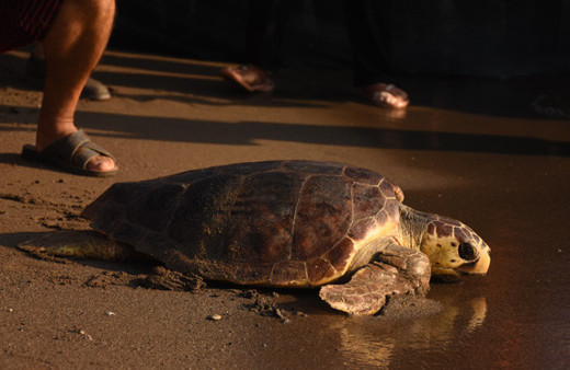 Tedavisi tamamlanan caretta carettalar denizle buluştu