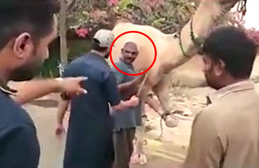 Kör bıçakla deveyi keseyim derken hayatının şokunu yaşadı! 