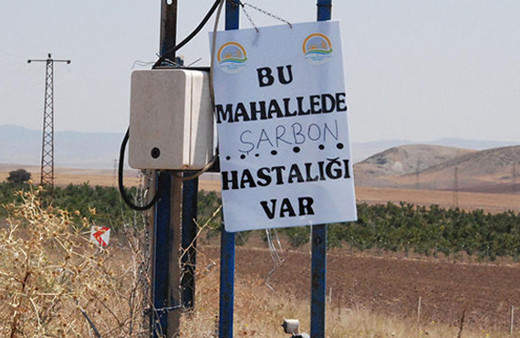 Brezilya'dan getirilen danalar hastalıklı çıktı