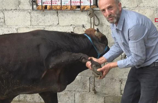 Rize'den Trabzon'a yüzen boğa kesilmeyecek: 'Gemi gibi yüzüyordu'