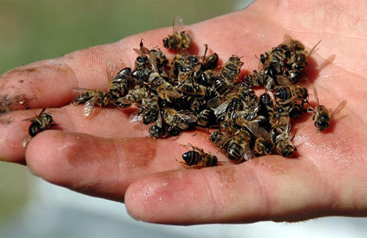 Kilis'te arının soktuğu yaşlı kadın öldü