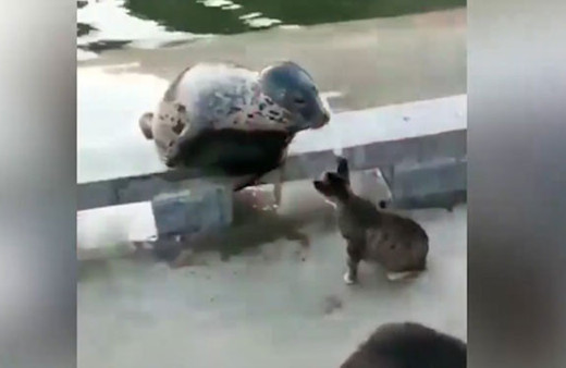 Fok balığını döven kedi sosyal medyayı salladı