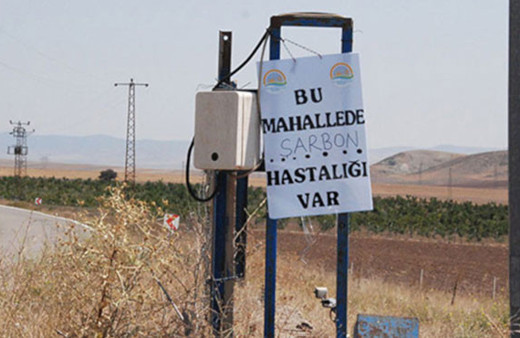 Ankara'da 'şarbon' karantinası! Brezilya'dan gelen kurbanlıklar...