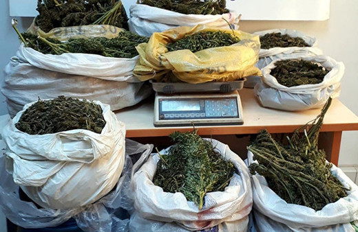 Biber tarlasında Hint keneviri ele geçirildi!