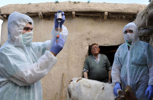 Bakanlık şarbon vakası için harekete geçti