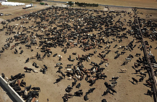 Bakan Pakdemirli'den 'şarbonlu hayvan' açıklaması