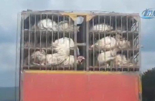 Hindilerin işkence gibi yolculuğu kamerada!