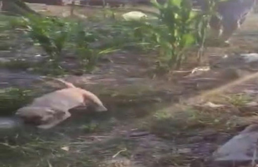 Dehşet bir türlü bitmiyor! Odunla köpeği döverek bu hale getirdiler