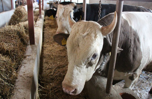 Kurbanlık alırken nelere dikkat etmek gerekir? İşte kurbanlık seçmenin püf noktaları