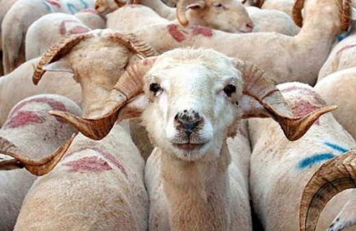 Nihat Hatipoğlu açıkladı: Bayramın kaçıncı gününe kadar kurban kesilebilir? 