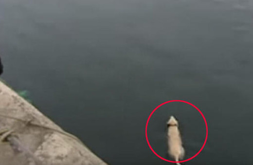 Her gün ortadan kaybolan köpeğin gittiği yer şaşırttı!