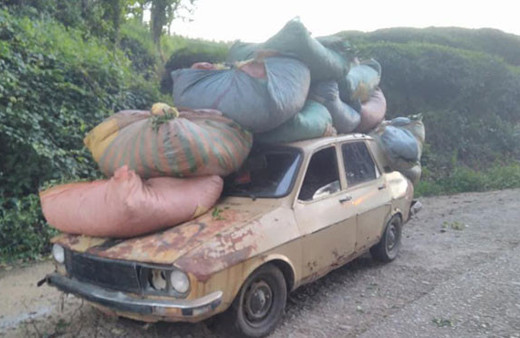 Tam Karadenizlik! Çayı işte böyle topluyorlar!