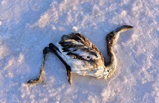 Tuz Gölü’nde korkunç manzara