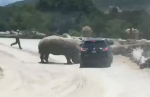 Safari sırasında korkunç olay! Gergedan araçtakilere böyle saldırdı