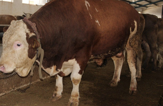 Kurban Bayramı ne zaman ayın kaçında resmi tatil günleri