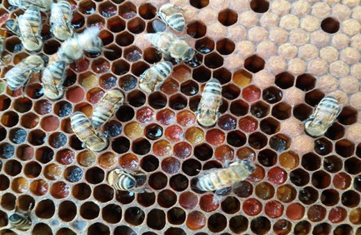 Arı mucizesi o besinden 'kansere karşı gıda takviyesi' elde edildi