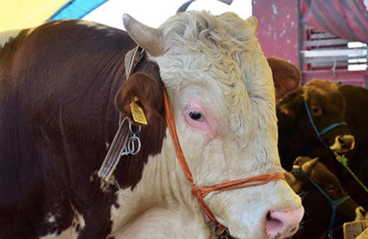 A101 kurbanlık fiyatları 2018 hissesine göre kaç para?