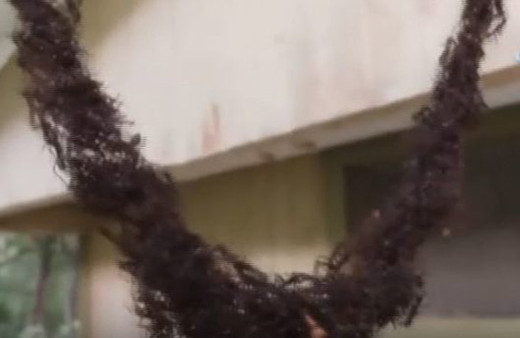 Karınca sürüsünden muhteşem köprü