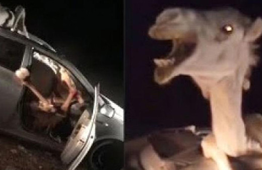 Araba kazası şoke etti! Deve içeri nasıl girdi?