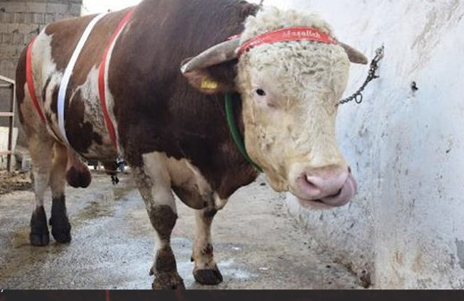 İstanbul kurbanlık fiyatları 2018 kaç para hissesine göre 