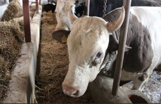 Ankara kurbanlık fiyatları 2018 hissesine göre fiyat listesi