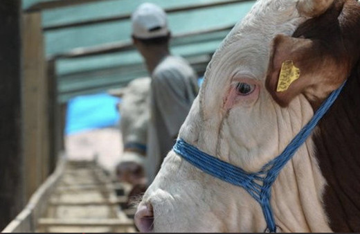 İzmir kurbanlık fiyatları 2018 hissesine göre kaçtan başlıyor?