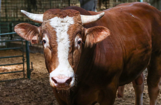En hesaplı kurbanlık fiyatları 2018 - Carrefour - Migros - A101 kurbanlık dana hissesi