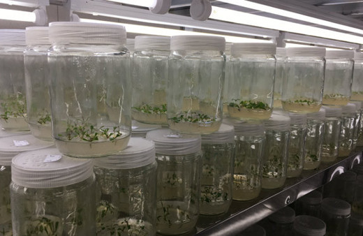 Şekerden 30 kat tatlı olmasına rağmen sadece 0 kalori!