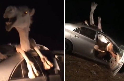 Arabada sıkışan devenin yürek sızlatan görüntüleri!