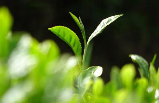 Beyaz çay kilosu 4 bin liradan satışa çıktı! 20 gramlık şişe içinde...