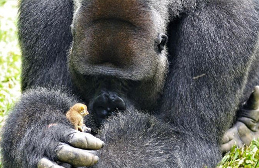 Böyle dostluk görülmedi! Dünya onlara hayran