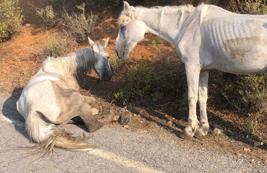 Yürek sızlatan görüntü! Bir an olsun başından ayrılmadı