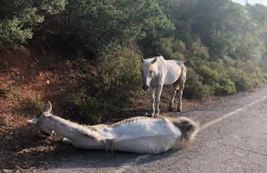 Büyükada'da yaralı atın içler acısı hali vicdanları sızlattı!