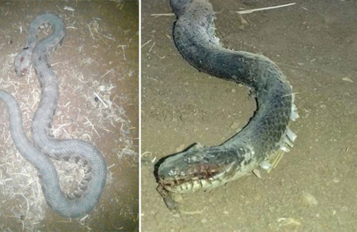 Köyü istila ettiler! İnsanlara ve koyunlara saldırıyorlar