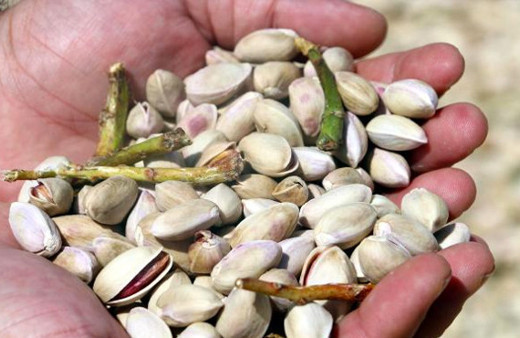 Fıstık çiftçisi hasattan memnun değil