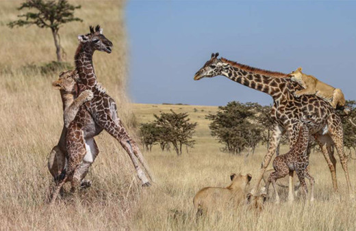 Anne zürafa ve yavrusu aslan sürüsünün ortasında kaldı sonrası korkunç!