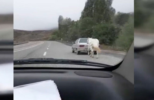Erzurum'da dehşete düşüren görüntü! Atı böyle götürdü