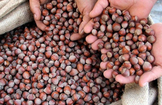 Fındık ihracatından 10 yılda 20 milyar dolar!