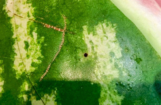 Karpuzda bunlar varsa almayın! Zehirli olduğunun işareti