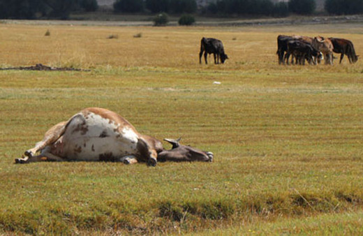 Şarbon bu kez o ile sıçradı! İki mahalle karantina altında