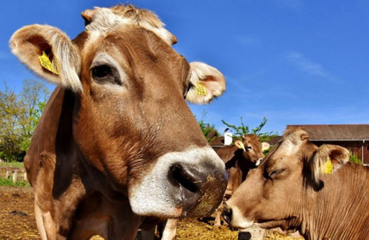 Ankara Valiliğinden 'şarbon' iddialarına yalanlama!