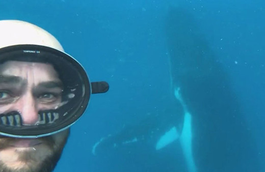 Canını hiçe sayıp balinayla dalış yapan dalgıcın nefes kesen anları
