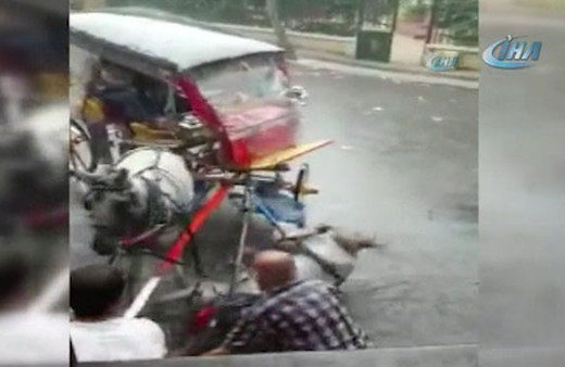 Vahşet bir türlü bitmiyor! Yere düşen ata böyle eziyet ettiler 