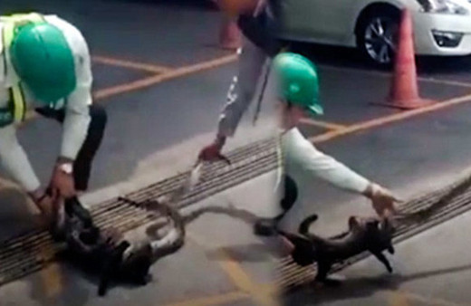 Kediyi pitonun ağzından zor kurtardılar