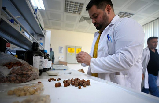 Fındıktan kemoterapi ilacı pilot üretim aşamasında