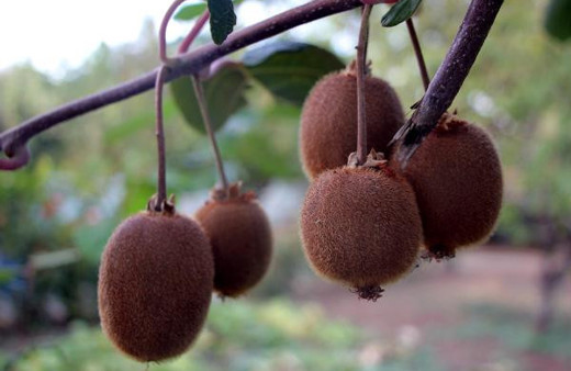 Bingöl'de ilk kez kivi yetiştirildi sonuç bakın nasıl oldu!